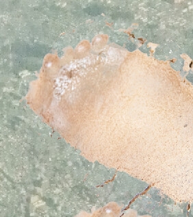 進撃の甘々お姉さん